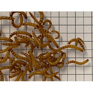 Mini Giant Mealworms (Qty 250)